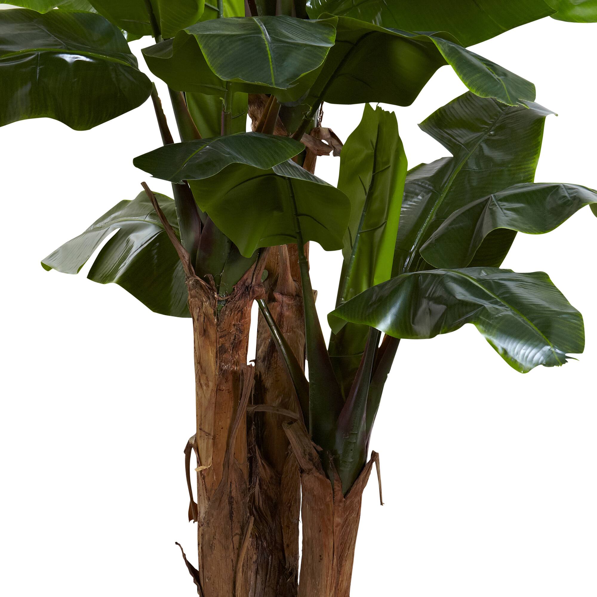 7ft. Potted Giant Triple Stalk Banana Tree